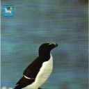 Razorbill at St. Karlsö