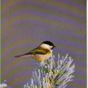 Willow Tit