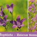 Ängsklocka (Campnula patula)Dalarna