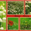 ~ Flowers ~ Greeting ~