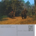 Going to the Teak Wood Forest