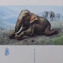Elephant resting
