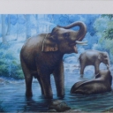 Elephants Drinking