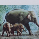 Mother and Babies