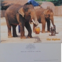 Elephants playing Music