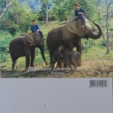 Mothers and Babies in Chiang Mai