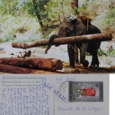 Carrying Teak Wood Logs