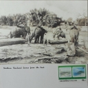 Elephants logging Tteakwood