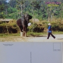 Elephant Playing