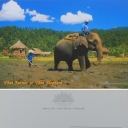 Elephant and Farmer at Work