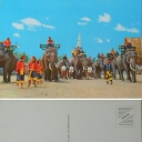 Elephants Warriors