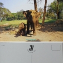 Elephants Resting and Feeding