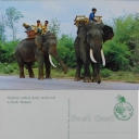 Elephants walking Slowly