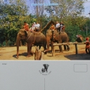 Tourists in the Jungle