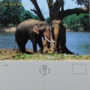 Romance for 2 Elephants