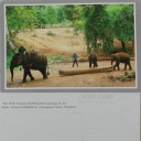 Elephants busy with teak-wood logs