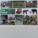 Elephants
