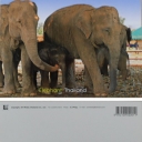 Elephant Family  at Kraal