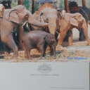 Elephant Family in Camp