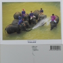Elephants Bathing