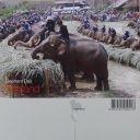 Elephants Feast