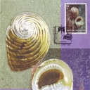 Sea Snail (Nerita chameleon)