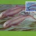 Irrawaddy dolphin (Orcaella brevirostris)
