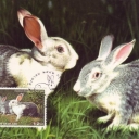 Rabbits