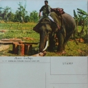 Elephant Lumber Jack