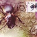 Beetle (Moubotia batesi)