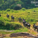 In the past teak logging was elephant jobs