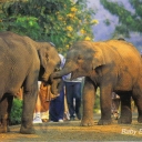 Baby Elephant, Thailand
