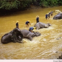 Rest for a cool bath, Thailand