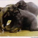 Elephants at Leisure, Thailand