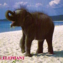 Young Elephant on Beach