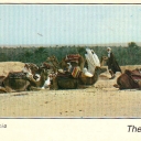 The rest of the camels