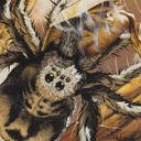 Giant Spider