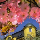 Uzhgorod-Waterfront Independence.