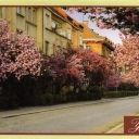 Dovzhenko Street during flowering cherry.
