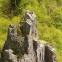 Stone Mountain range spruce 5