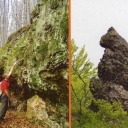 Stone Mountain range spruce 1