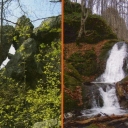 Stone Mountain range spruce 4