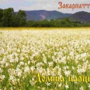 Transcarpathian views-Valley of daffodils