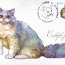 Selkirk-persian Cat