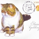 Exotic short-hair Cat