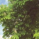 Chernihiv. Cannons of XVIII-XIX c on the Wall