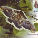 Butterfly Saturnia pyri