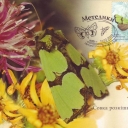 Butterfly Staurophora celsia