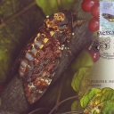 Butterfly Acherontia atropos