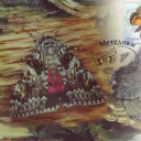 Butterfly Catocala sponsa